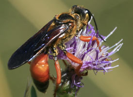Great Golden Digger Wasp